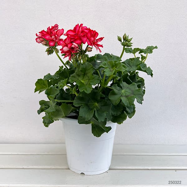 アイビーゼラニウム：シビル　メキシカルビー5号鉢植え