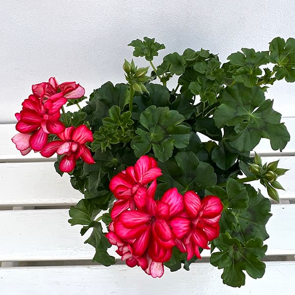 アイビーゼラニウム：シビル　メキシカルビー5号鉢植え