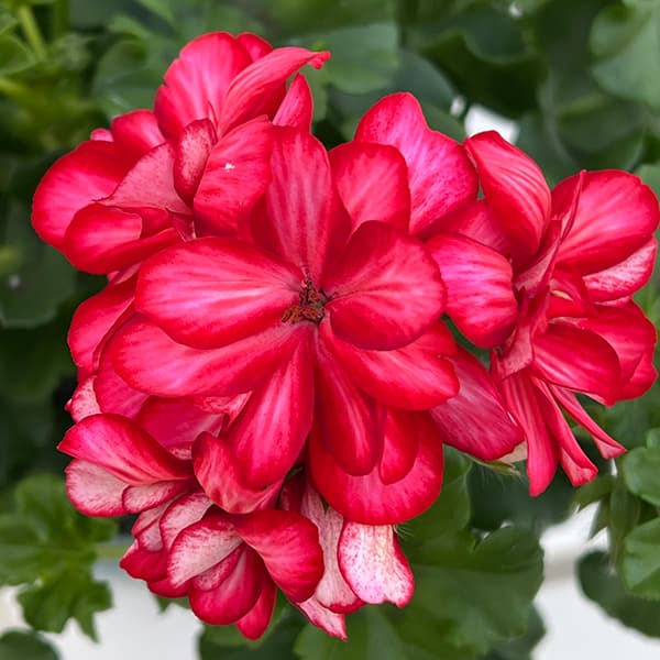 アイビーゼラニウム：シビル　メキシカルビー5号鉢植え