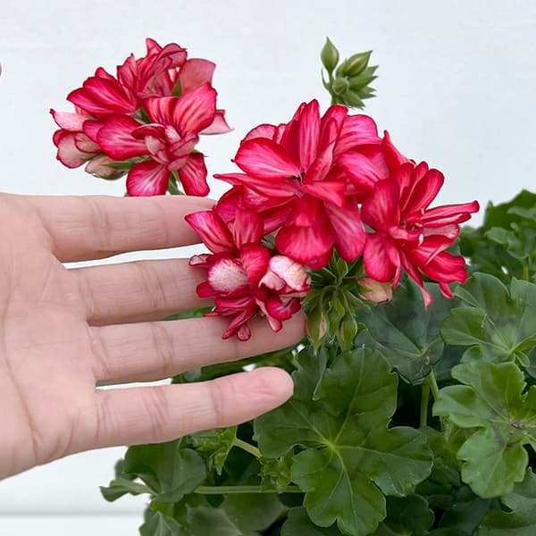 アイビーゼラニウム：シビル　メキシカルビー5号鉢植え