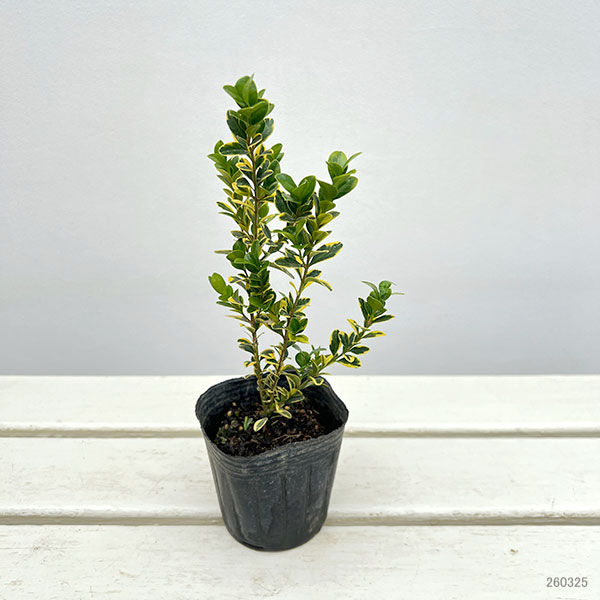 西洋ツゲ：サンバースト3号ポット