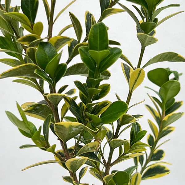 西洋ツゲ：サンバースト3号ポット