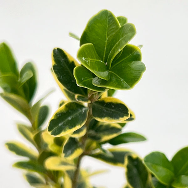 西洋ツゲ：サンバースト3号ポット