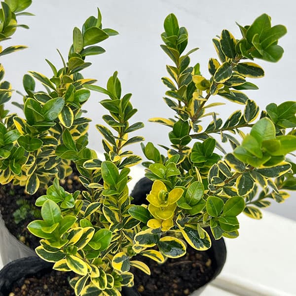 西洋ツゲ：サンバースト3号ポット