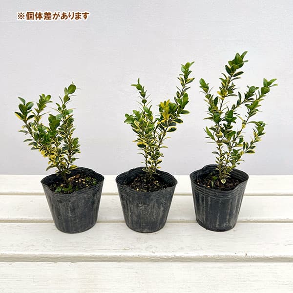西洋ツゲ：サンバースト3号ポット