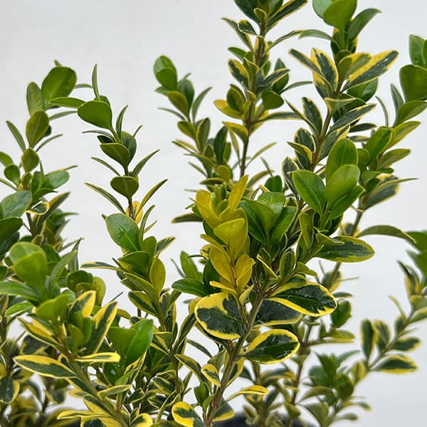 西洋ツゲ：サンバースト3号ポット