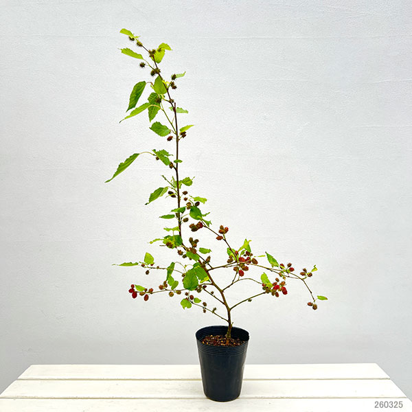 マルベリー（桑）：二季成り4号ポット