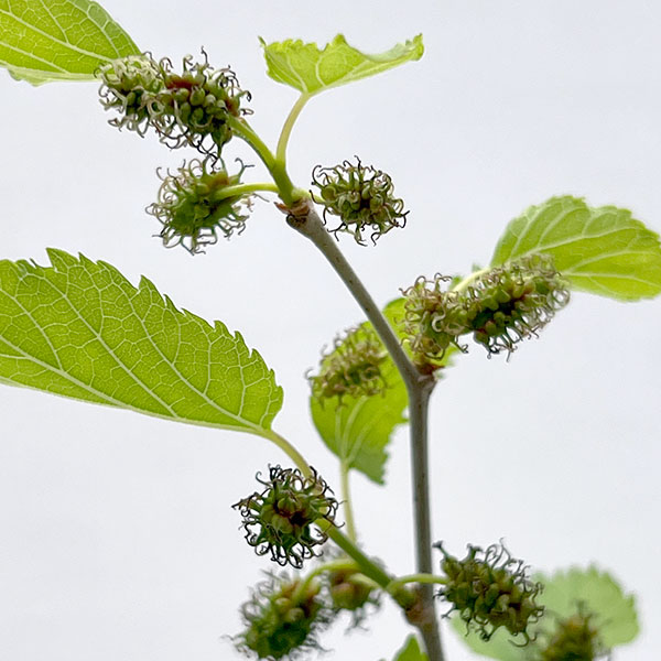 マルベリー（桑）：二季成り4号ポット