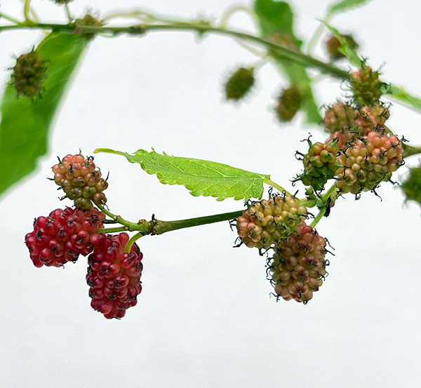 マルベリー（桑）：二季成り4号ポット