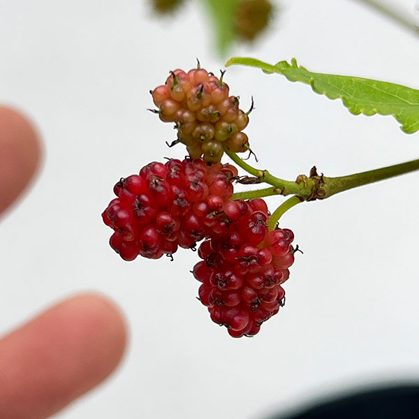 マルベリー（桑）：二季成り4号ポット