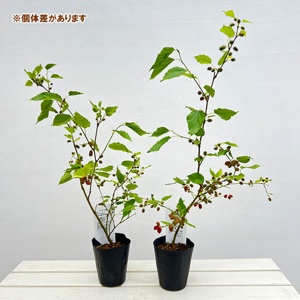 マルベリー（桑）：二季成り4号ポット