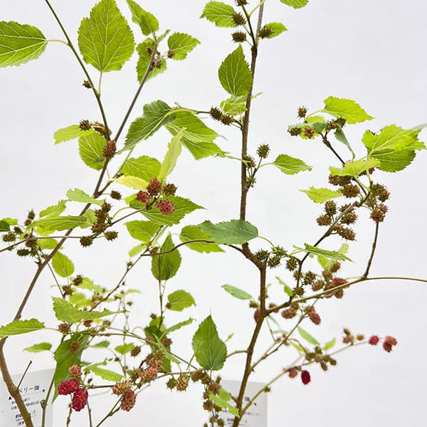 マルベリー（桑）：二季成り4号ポット