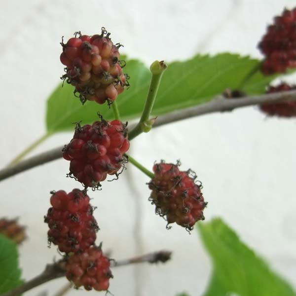 マルベリー（桑）：二季成り4号ポット