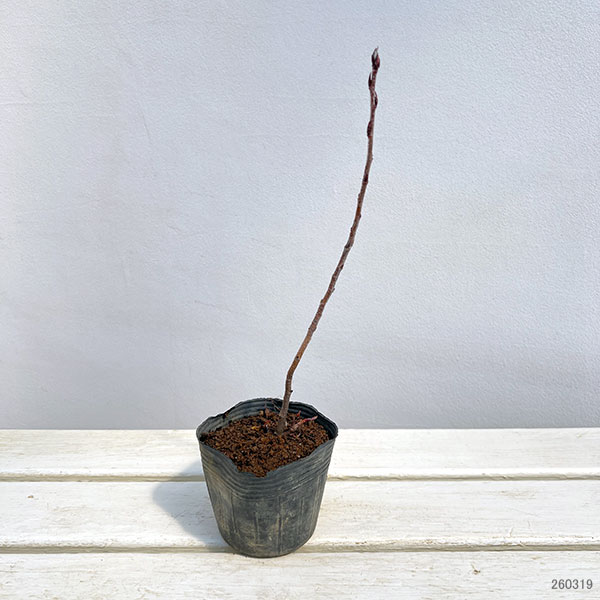 ジューンベリー：リージェント 3.5号ポット