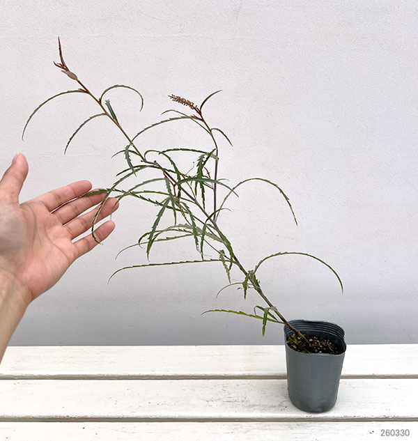 グレビレア：ロンギフォリア3号ポット