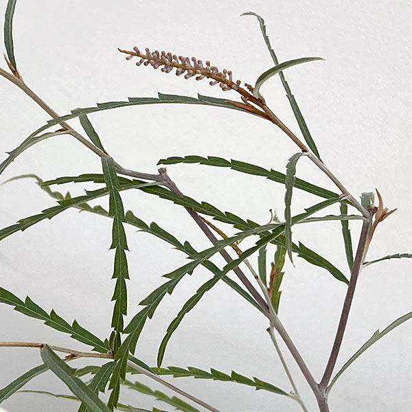 グレビレア：ロンギフォリア3号ポット