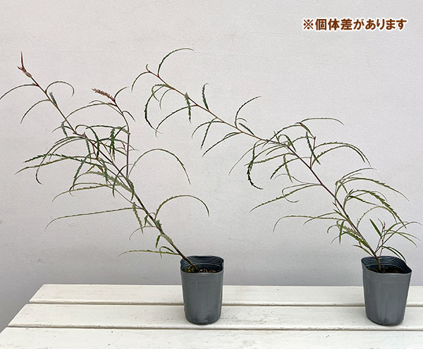 グレビレア：ロンギフォリア3号ポット