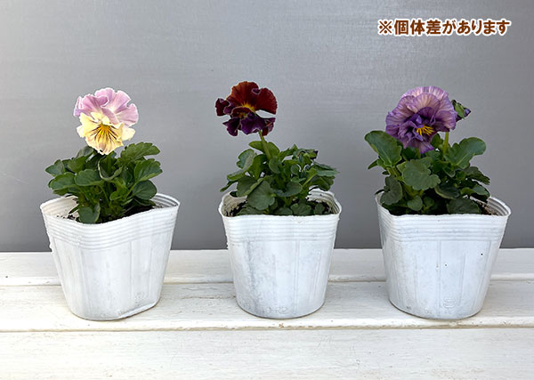 パンジー：フェデネージュ　クレープノーブル3.5号ポット