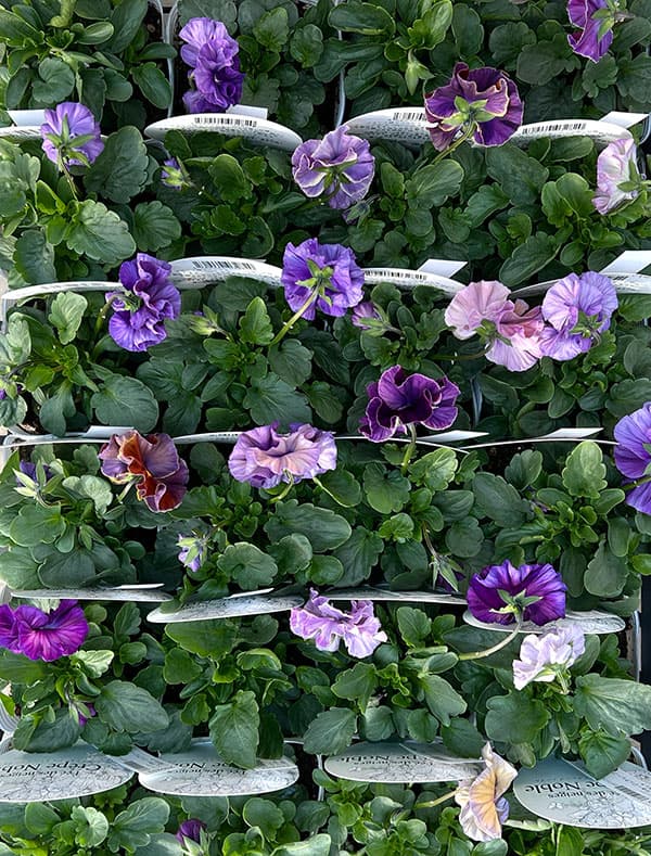 パンジー：フェデネージュ　クレープノーブル3.5号ポット