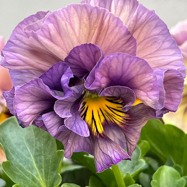 パンジー：フェデネージュ　クレープノーブル3.5号ポット