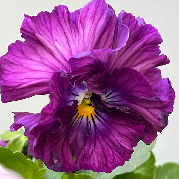 パンジー：フェデネージュ　クレープノーブル3.5号ポット