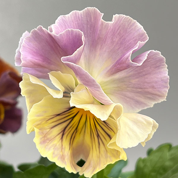 パンジー：フェデネージュ　クレープノーブル3.5号ポット