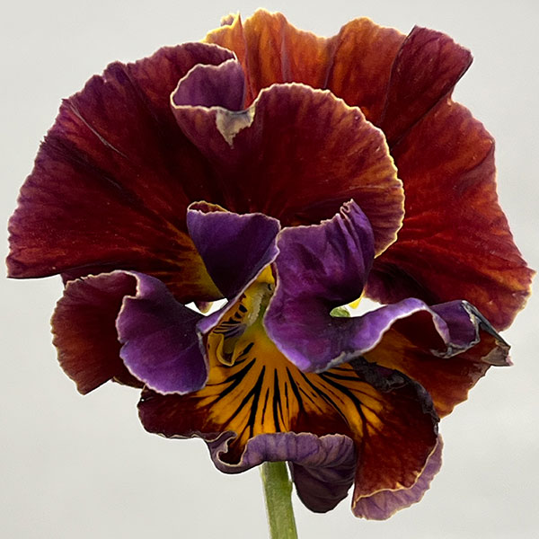 パンジー：フェデネージュ　クレープノーブル3.5号ポット