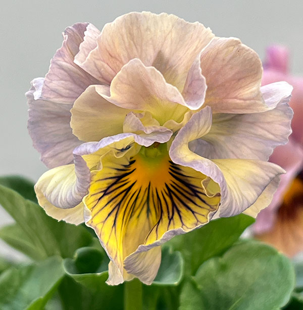 パンジー：フェデネージュ　クレープノーブル3.5号ポット