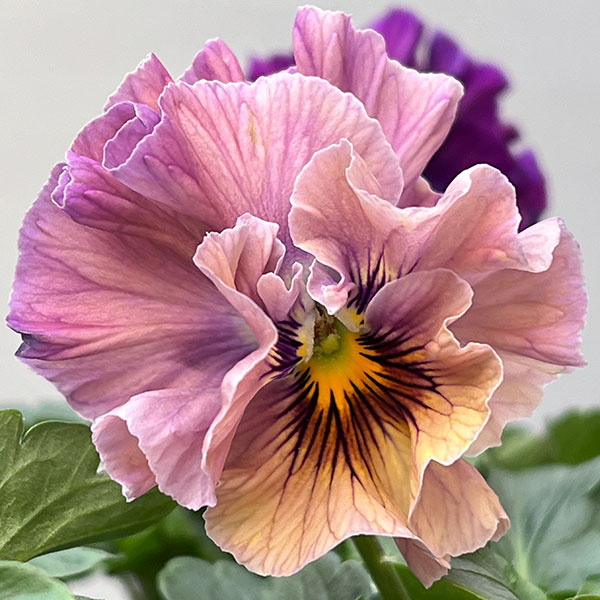 パンジー：フェデネージュ　クレープノーブル3.5号ポット