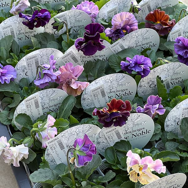 パンジー：フェデネージュ　クレープノーブル3.5号ポット