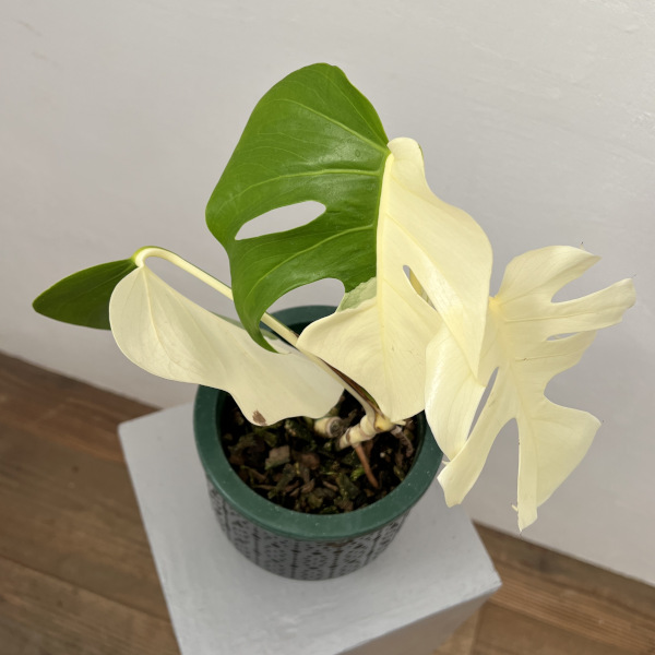 園芸ネット本店｜モンステラ：ボルシギアーナ（白斑） 5号鉢植え25-01