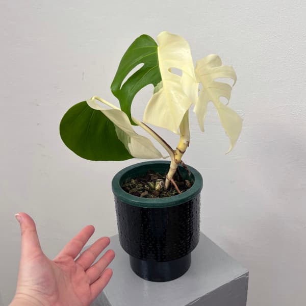 Kd-Bb】鉢植え モンステラ 斑入り ボルシギアナ 鉢ごと発送