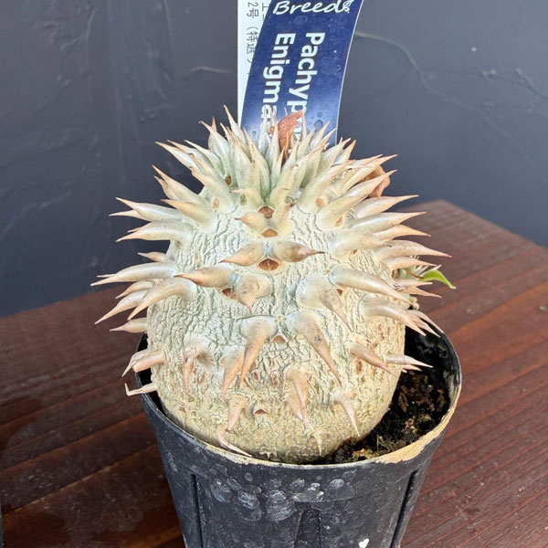 [棚卸セール]パキポディウム：エニグマチカム（実生株）　2号（特選サイズ）