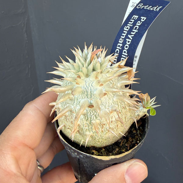 [棚卸セール]パキポディウム：エニグマチカム（実生株）　2号（特選サイズ）