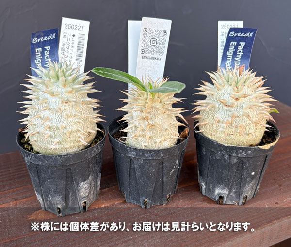[棚卸セール]パキポディウム：エニグマチカム（実生株）　2号（特選サイズ）