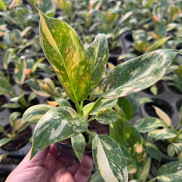 [26年1月中下旬予約]フィロデンドロン：グリーンコンゴ　バリエガータ　2.5号ポット