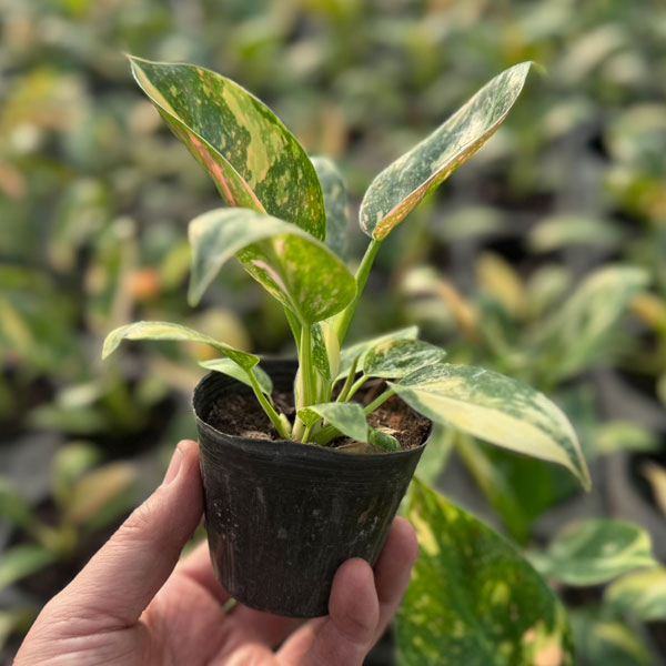 [26年1月中下旬予約]フィロデンドロン：グリーンコンゴ　バリエガータ　2.5号ポット