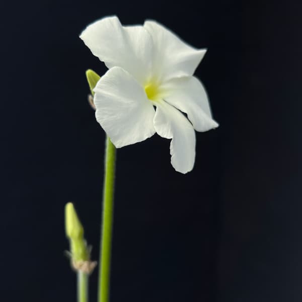 [ザ・ファームセレクト]パキポディウム：ブレビカウレレウコキサンツム（恵比寿笑い）　3号ポット25-01