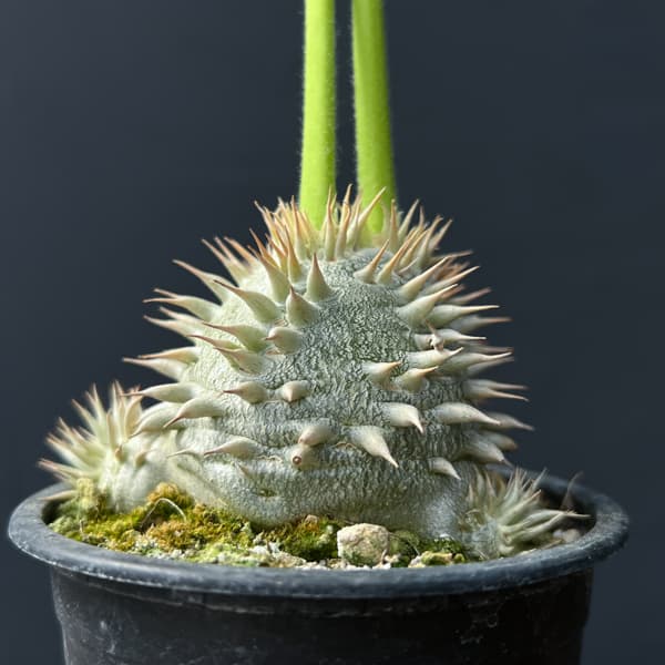 [ザ・ファームセレクト]パキポディウム：ブレビカウレレウコキサンツム（恵比寿笑い）　3号ポット25-01