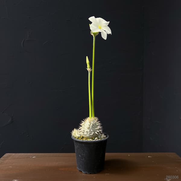 [ザ・ファームセレクト]パキポディウム：ブレビカウレレウコキサンツム（恵比寿笑い）　3号ポット25-01