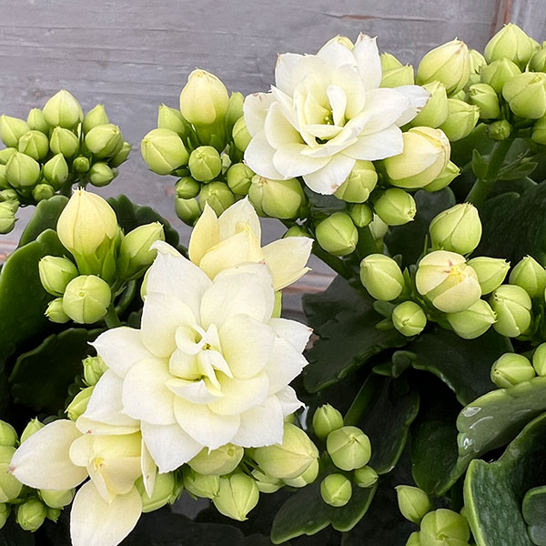 アジサイ カランコエ 鉢植えセット 園芸ネット本店｜カランコエ：シーア（八重ホワイト）4号鉢植え の通販