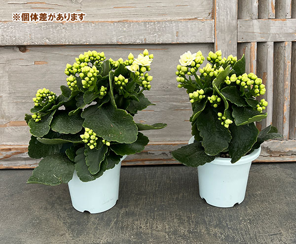 園芸ネット本店｜カランコエ：シーア（八重ホワイト）4号鉢植え の通販