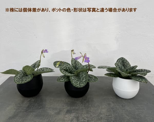 ストレプトカーパス：プリティタートル5号ポット