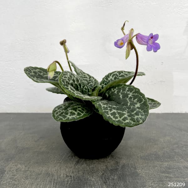 ストレプトカーパス：プリティタートル5号ポット