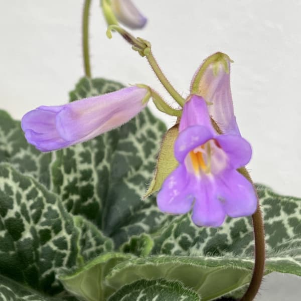 ストレプトカーパス：プリティタートル5号ポット