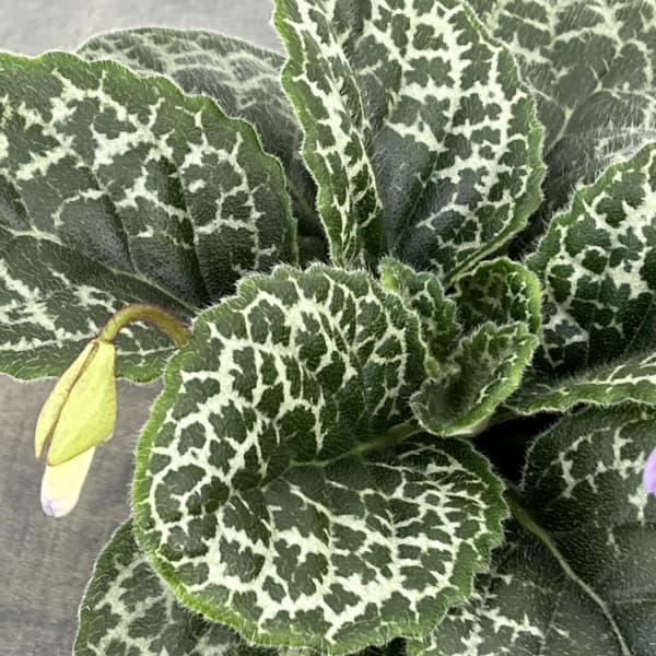 ストレプトカーパス：プリティタートル5号ポット