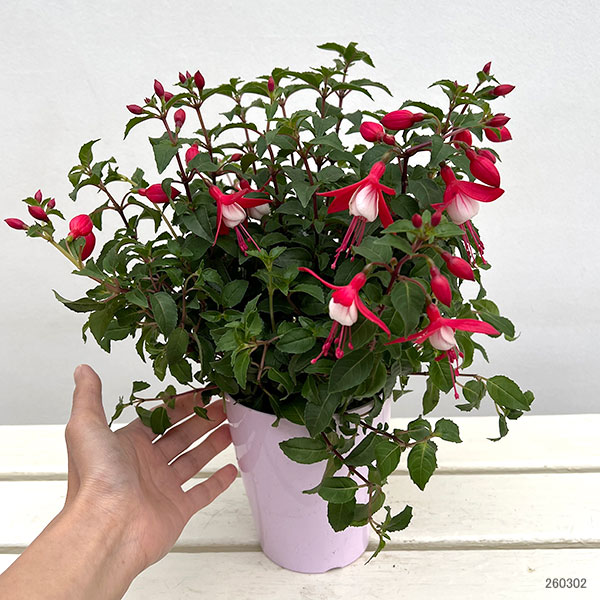 フクシア(ホクシア）：バレリーナ ルルべ（赤白）4号鉢植え