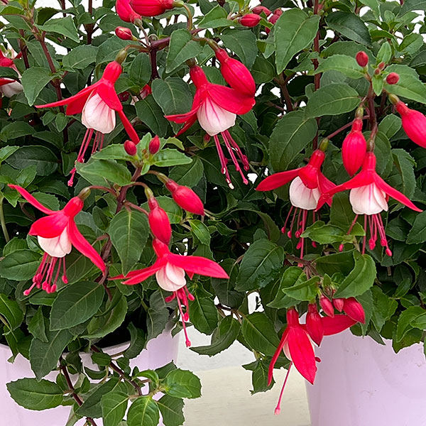 フクシア(ホクシア）：バレリーナ ルルべ（赤白）4号鉢植え