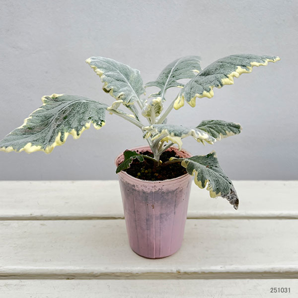 シロタエギク(ダスティミラー):バニラッテ(斑入り)2.5号ポット