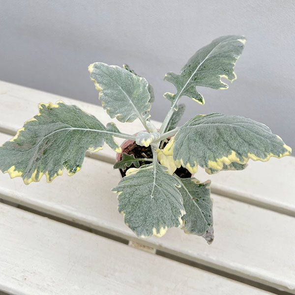 シロタエギク(ダスティミラー):バニラッテ(斑入り)2.5号ポット